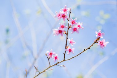 B tam çiçeklenme çiçeklere güzel pembe kiraz çiçeği (Sakura)