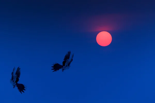 Vogels vliegen op de zonsopgang of zonsondergang op blauwe hemel. — Stockfoto