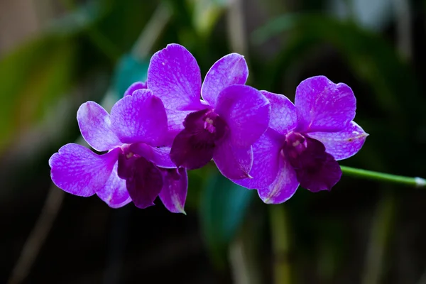 Beauty purple streaked orchid flower blooming. — Stock Photo, Image