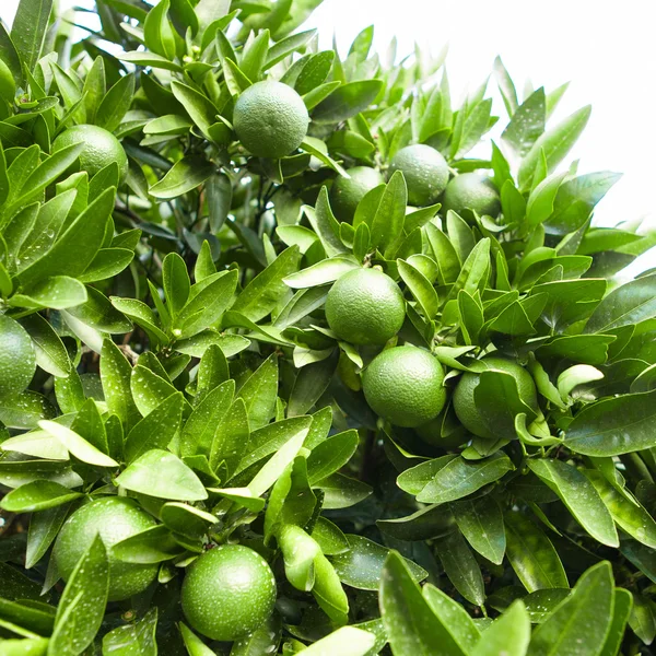 Outdoors shot of green tangerine tree fruits - close up — Stock fotografie