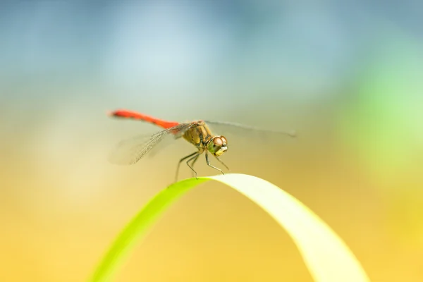 Rote Libelle auf einer Wiese mit einer Wiese am Hintergrund — Stockfoto
