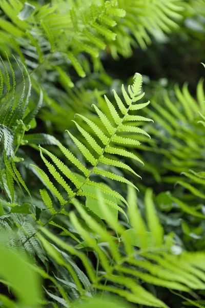 Ourdoors 총 화분 또는 pteridium aquilinum 나무의 — 스톡 사진