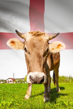 Arka plan serisi - İngiltere bayrağı ile inek
