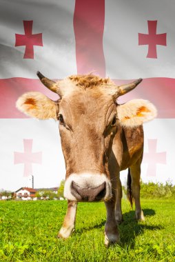 Arka plan serisi - bayrak ile Georgia inek