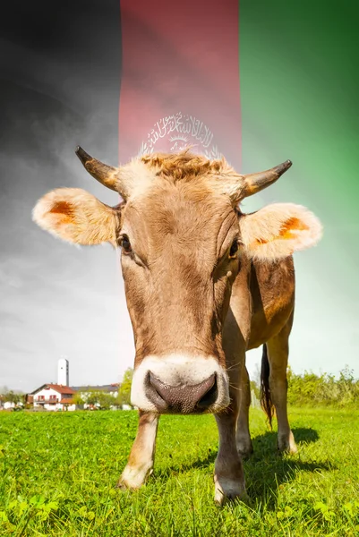 Cow with flag on background series - Afghanistan — Stock Photo, Image