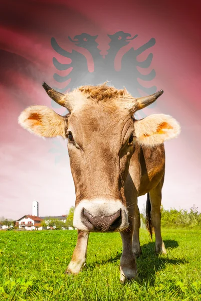 Cow with flag on background series - Albania — Stock Photo, Image