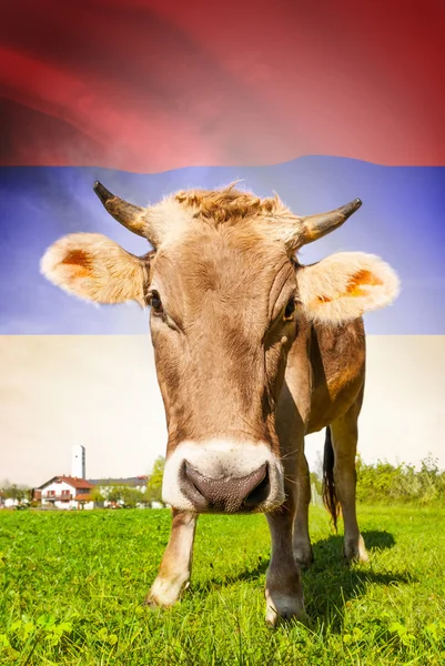 Cow with flag on background series - Armenia — Stok Foto