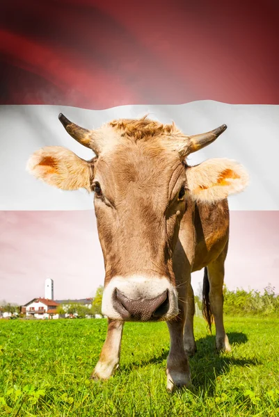 Prime à la vache avec le drapeau sur la série de fond - Autriche — Photo