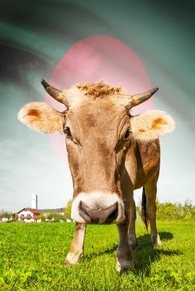 Cow with flag on background series - Bangladesh — Stock Photo, Image