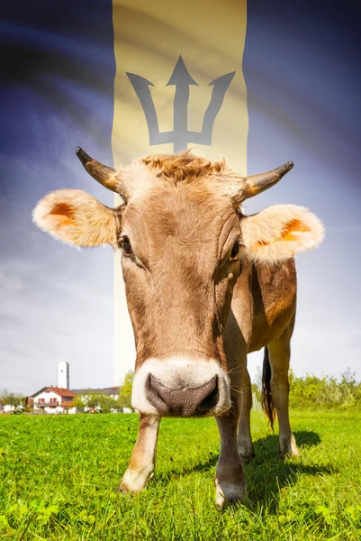 Prime à la vache avec le drapeau sur la série de fond - Barbade — Photo