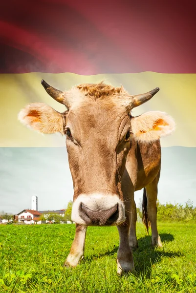 Vaca com bandeira na série de fundo - Bolívia — Fotografia de Stock
