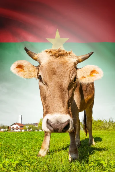 Cow with flag on background series - Burkina Faso — Stock Photo, Image