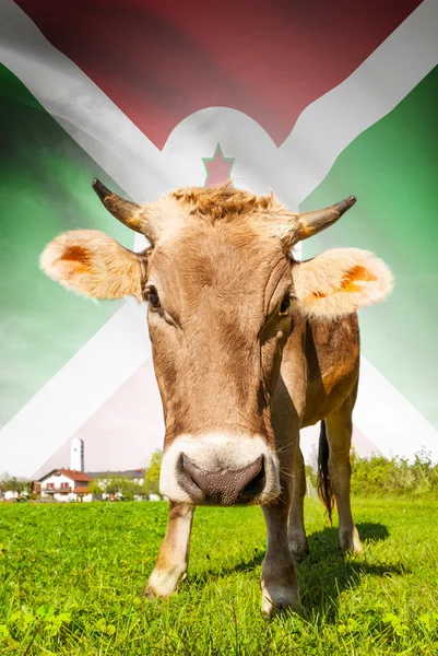 Cow with flag on background series - Burundi — Stock Photo, Image