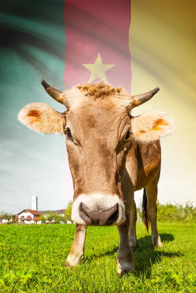 Cow with flag on background series - Cameroon — Stock Photo, Image