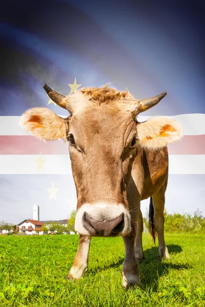 Vaca com bandeira na série de fundo - Cabo Verde — Fotografia de Stock