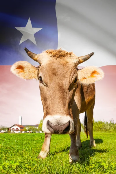 Cow with flag on background series - Chile — Stock Photo, Image