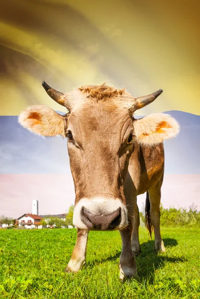 Cow with flag on background series - Colombia — Stock Photo, Image