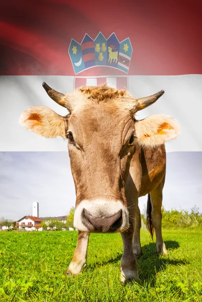 Cow with flag on background series - Croatia — Stock Photo, Image