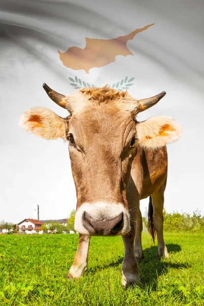 Prime à la vache avec le drapeau sur la série de fond - Chypre — Photo