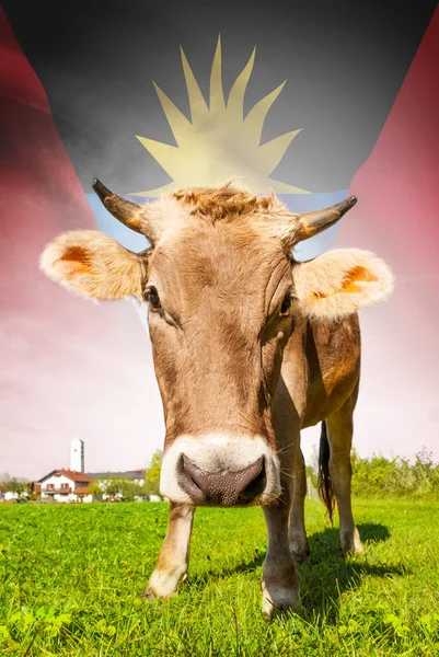 Cow with flag on background series - Antigua and Barbuda — Stock Photo, Image