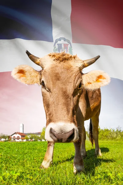 Arka plan serisi - Dominik Cumhuriyeti bayrağı ile inek — Stok fotoğraf