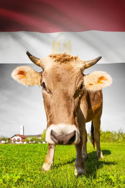 Prime à la vache avec le drapeau sur la série de fond - Egypte — Photo