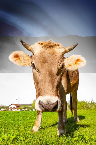 Prime à la vache avec le drapeau sur la série de fond - Estonie — Photo