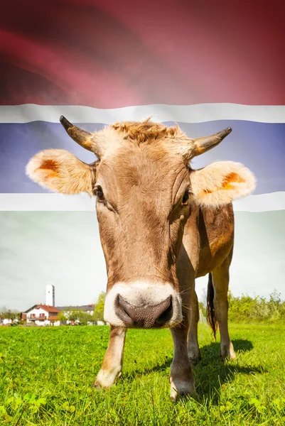 Vaca com bandeira na série de fundo - Gâmbia — Fotografia de Stock