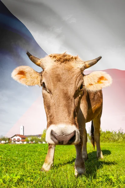 Cow with flag on background series - Czech Republic — Stock Photo, Image