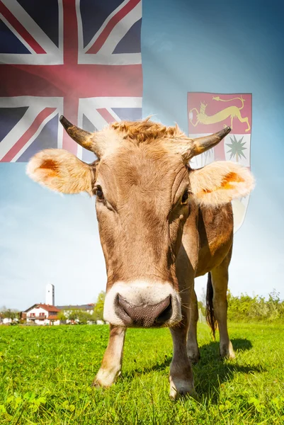 Cow with flag on background series - Fiji – stockfoto