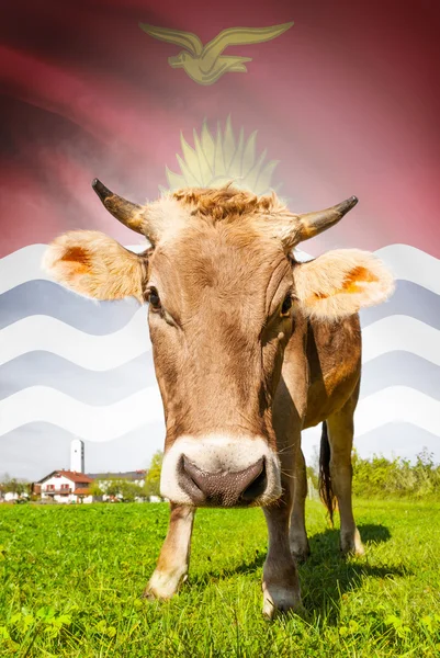 Cow with flag on background series - Kiribati — Stock Photo, Image