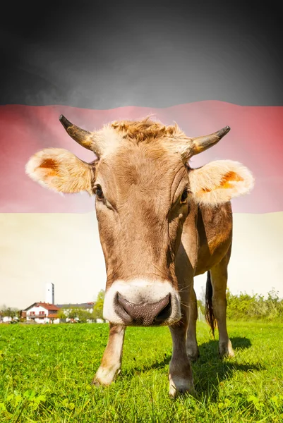 Cow with flag on background series - Germany — kuvapankkivalokuva