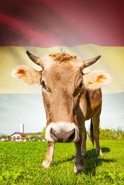 La vaca con la bandera en la serie del fondo - Ghana —  Fotos de Stock