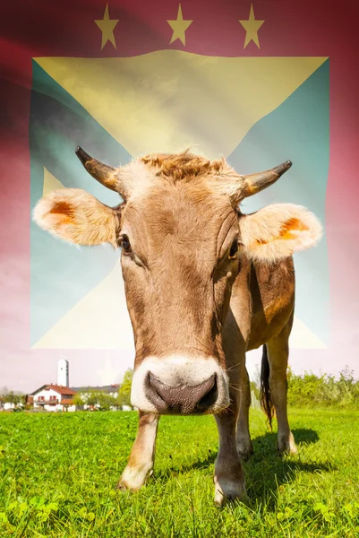 Cow with flag on background series - Grenada — Stock Photo, Image