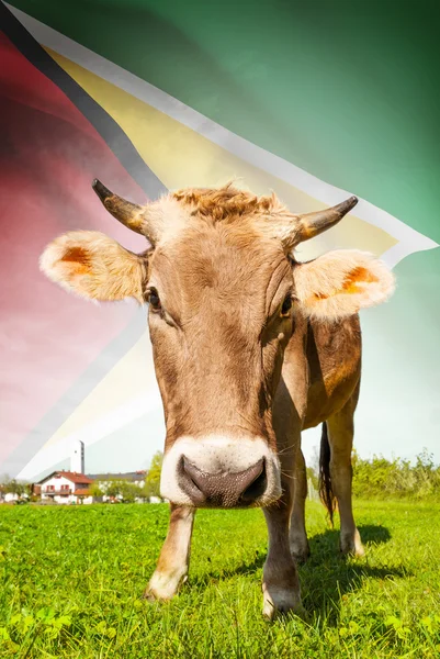 Prime à la vache avec le drapeau sur la série de fond - Guyana — Photo