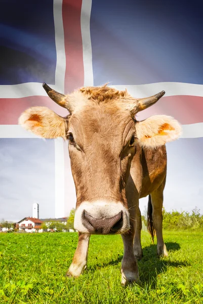 Kuh mit Flagge auf Hintergrund-Serie - Island — Stockfoto