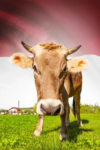 Prime à la vache avec le drapeau sur la série de fond - Indonésie — Photo