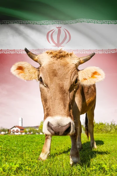 Prime à la vache avec le drapeau sur la série de fond - Iran — Photo