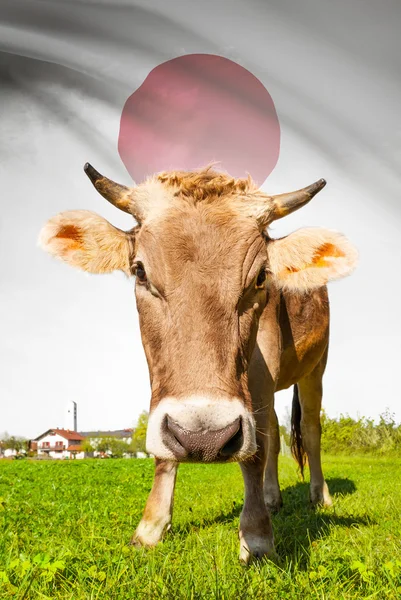 Cow with flag on background series - Japan — Stock Photo, Image