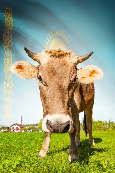Prime à la vache avec le drapeau sur la série de fond - Kazakhstan — Photo