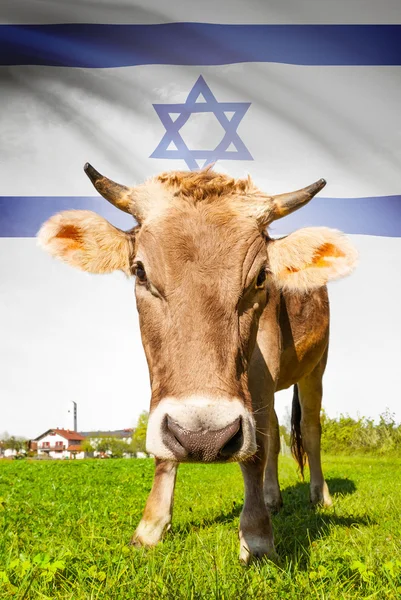 Vaca com bandeira na série de fundo - Israel — Fotografia de Stock