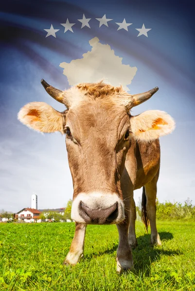 Cow with flag on background series - Kosovo — Stock Photo, Image