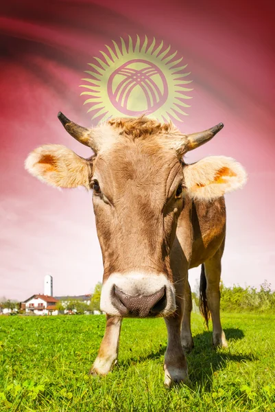 Cow with flag on background series - Kyrgyzstan — Stock Photo, Image