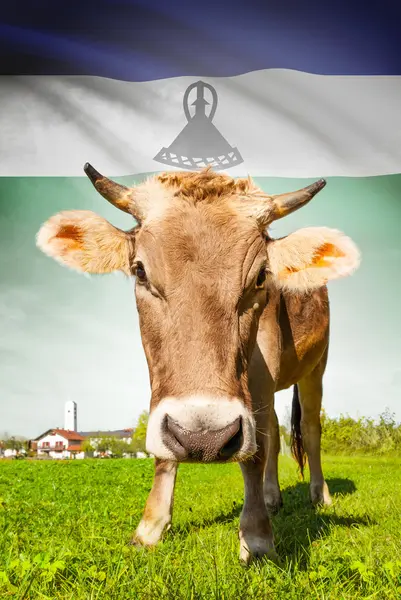 Vaca com bandeira na série de fundo - Lesoto — Fotografia de Stock