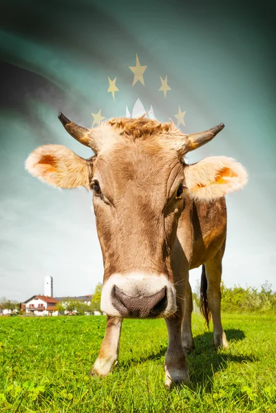 Cow with flag on background series - Macau — Stock Photo, Image