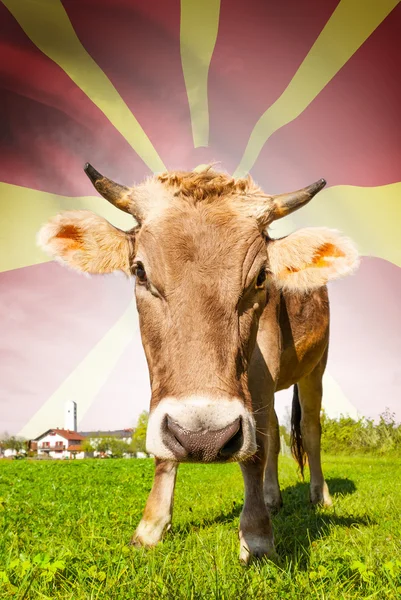 Vaca com bandeira na série de fundo - República da Macedónia — Fotografia de Stock