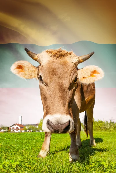 Cow with flag on background series - Lithuania — Stock Photo, Image