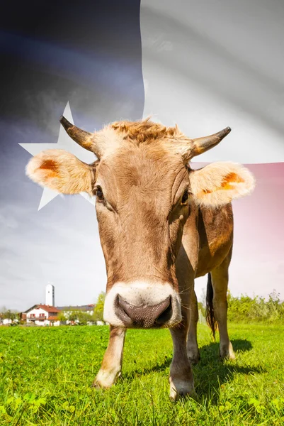 Vaca com bandeira na série de fundo - o estado de Texas — Fotografia de Stock