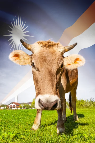 Cow with flag on background series - Marshall Islands — Stock Photo, Image