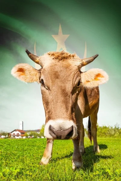 背景シリーズ - モーリタニアのフラグと牛します。 — ストック写真